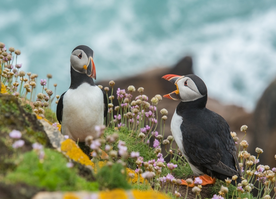 Chatting Puffins